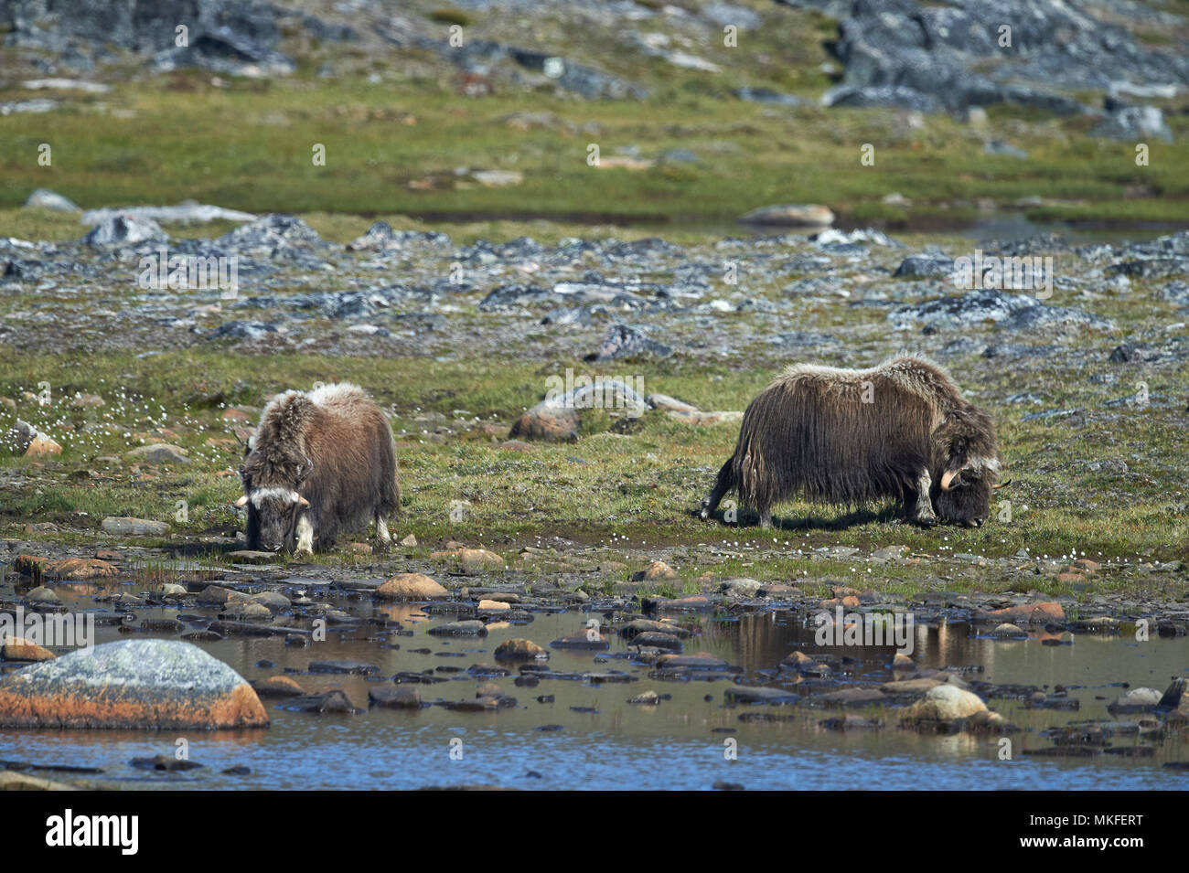 Terre Neuve Et Labrador Province High Resolution Stock Photography