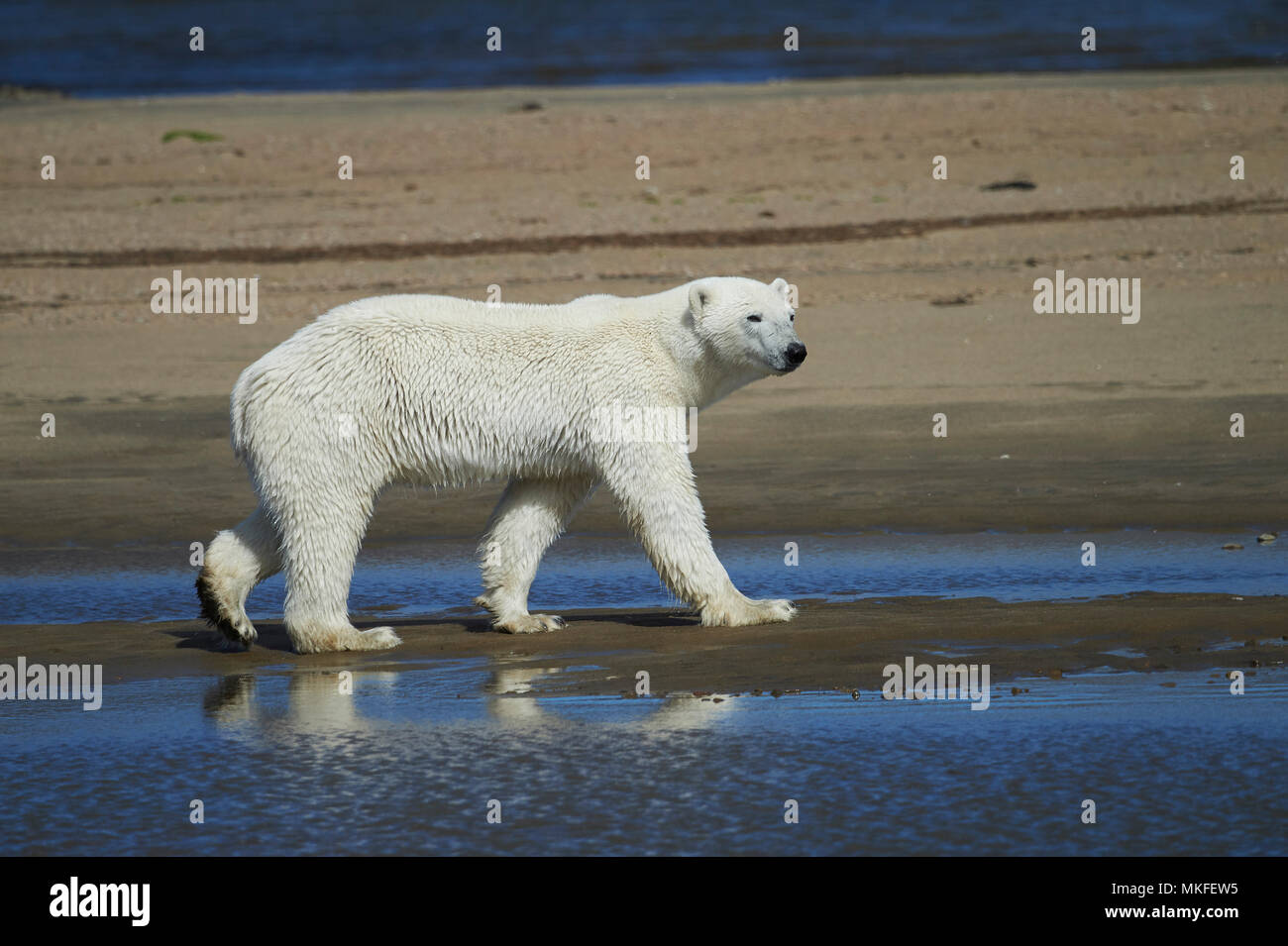 Polar bear (Ursus maritimus) walking on shore, QuebecLabrador Peninsula, Canada Stock Photo Alamy