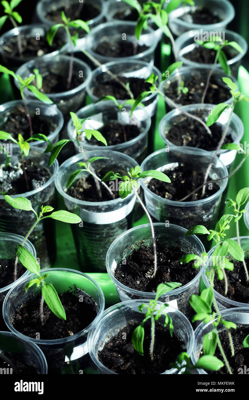 Tomato seedlings in plastic cups on a tray Stock Photo