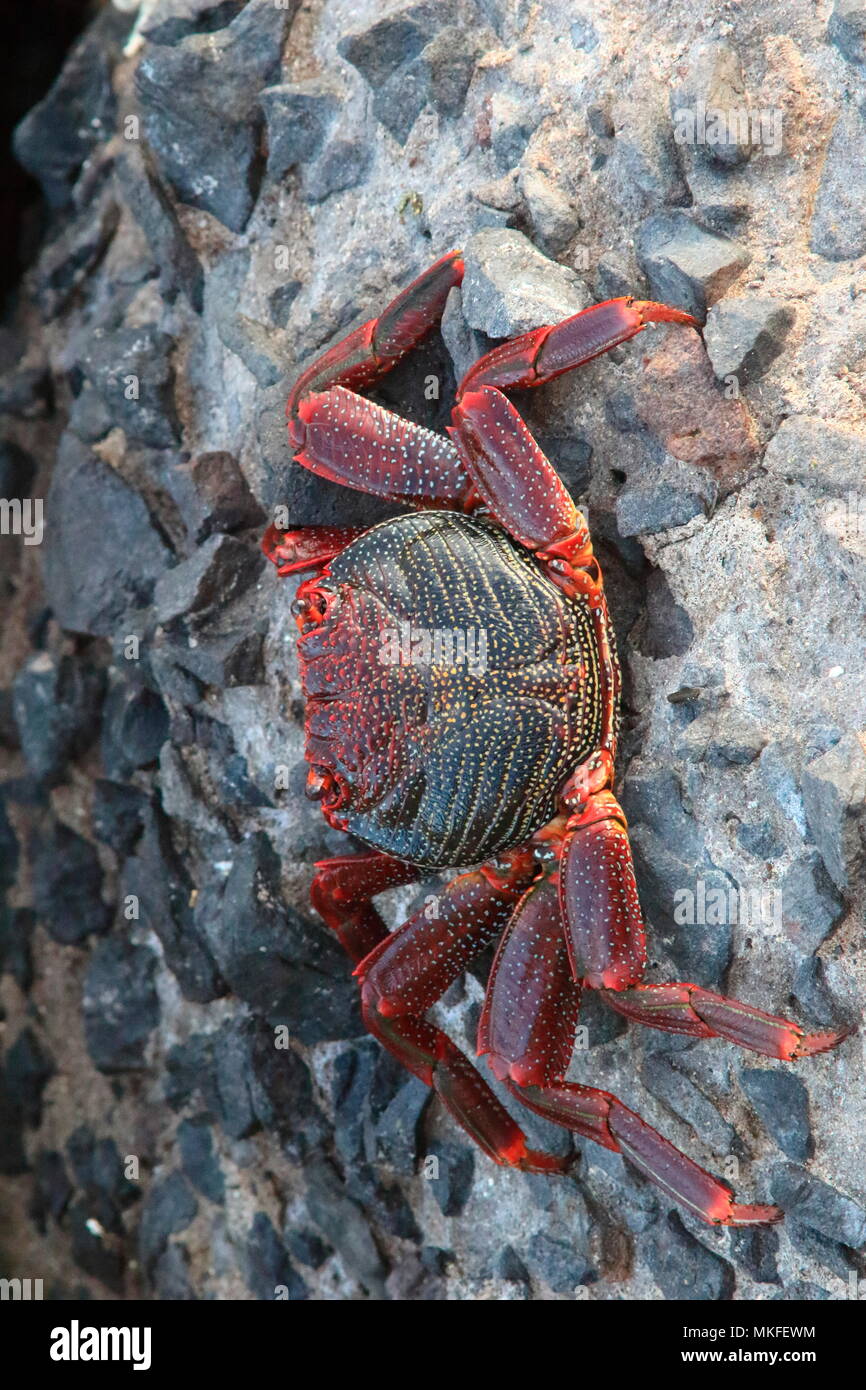 North atlantic shore crab hires stock photography and images Alamy