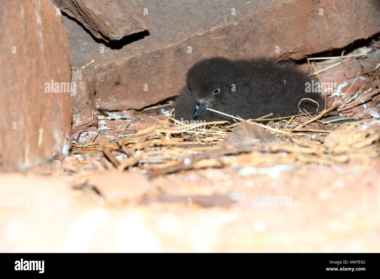 Bulwer's Petrel (Bulweria bulwerii), chick at nest, Madeira, Portugal Stock Photo