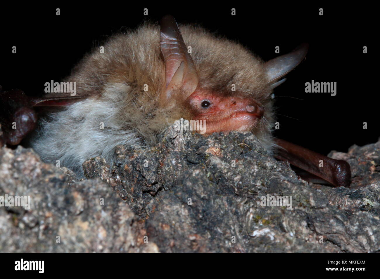 Natterer's Bat (Myotis nattereri) laid down, France Stock Photo