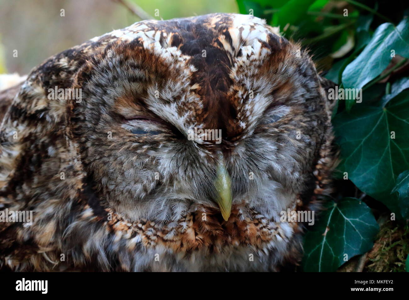 Portrait of Tawny Owl (Strix aluco) asleep, France Stock Photo