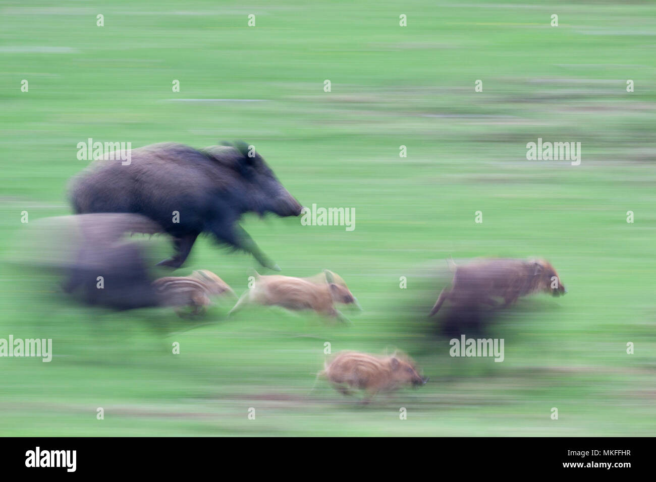 Wild boar (Sus scrofa) adulte and piglets running, Ardennes, Belgium Stock Photo