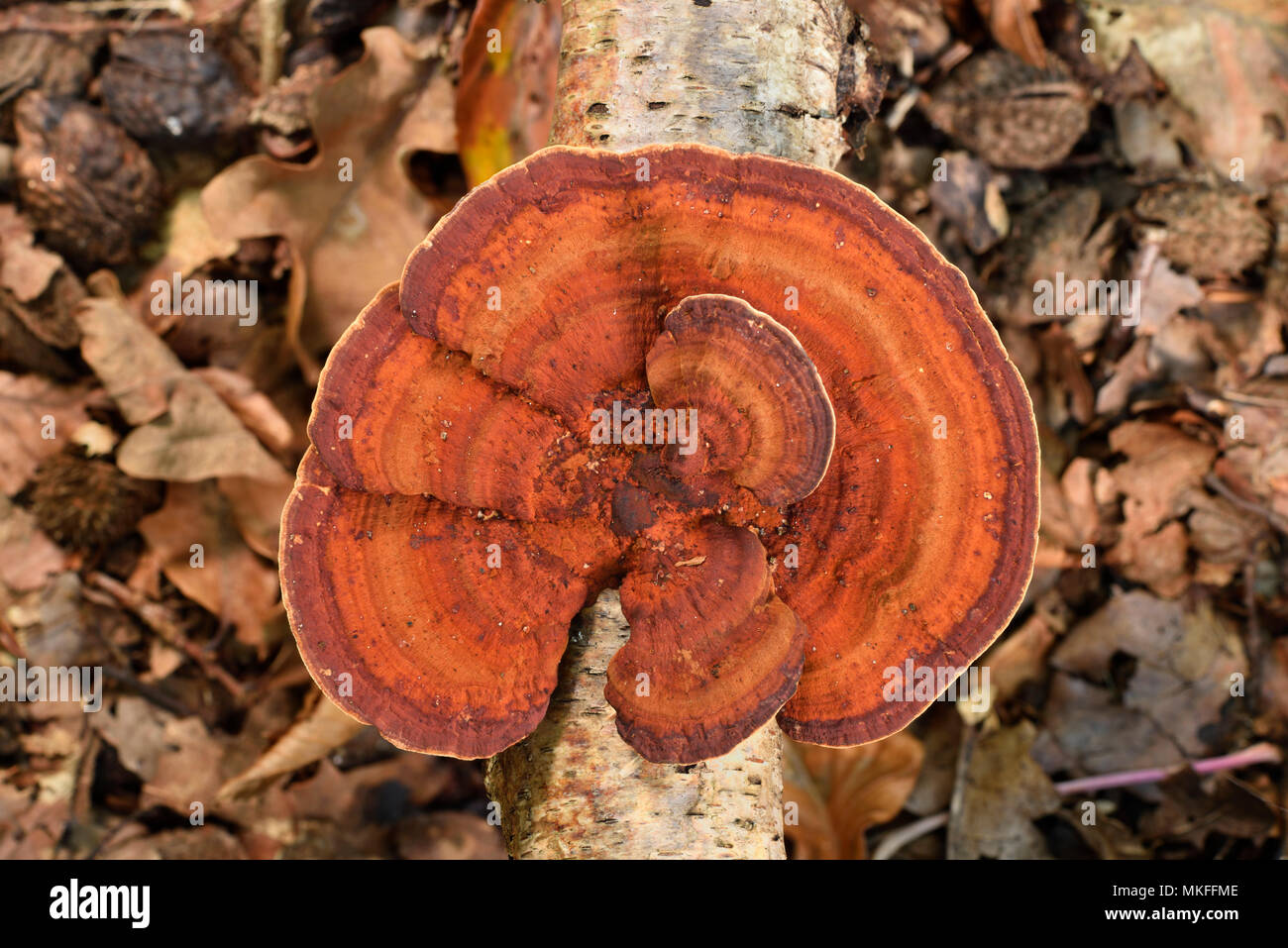 Bracket fungus (Daedaleopsis tricolor), undergrowth, Coye forest, Ile-de-France Stock Photo
