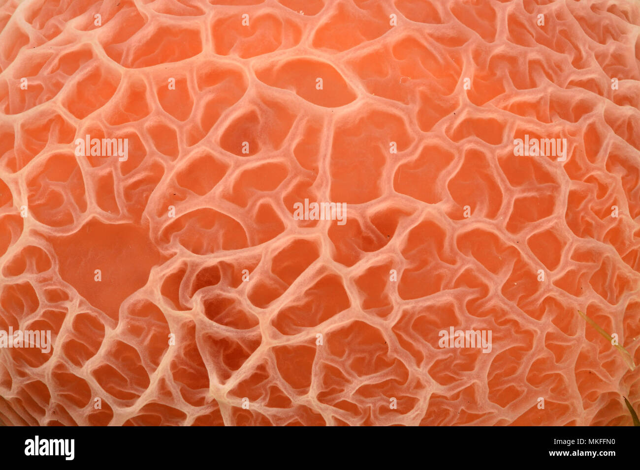 Wrinkled peach hi-res stock photography and images - Alamy