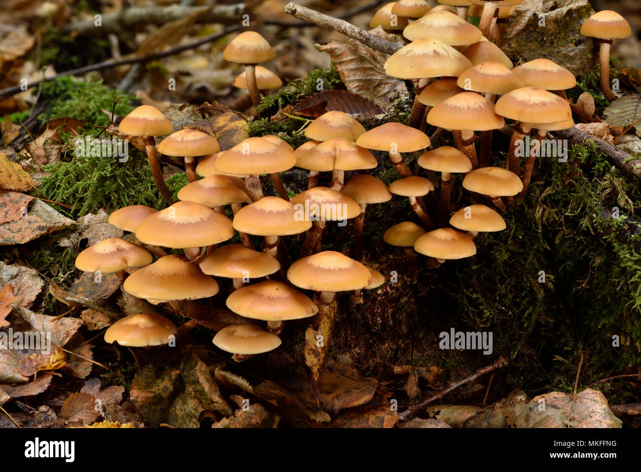 Sheathed woodtuft (Kuehneromyces mutabilis) undergrowth, Coye forest, Ile-de-France Stock Photo