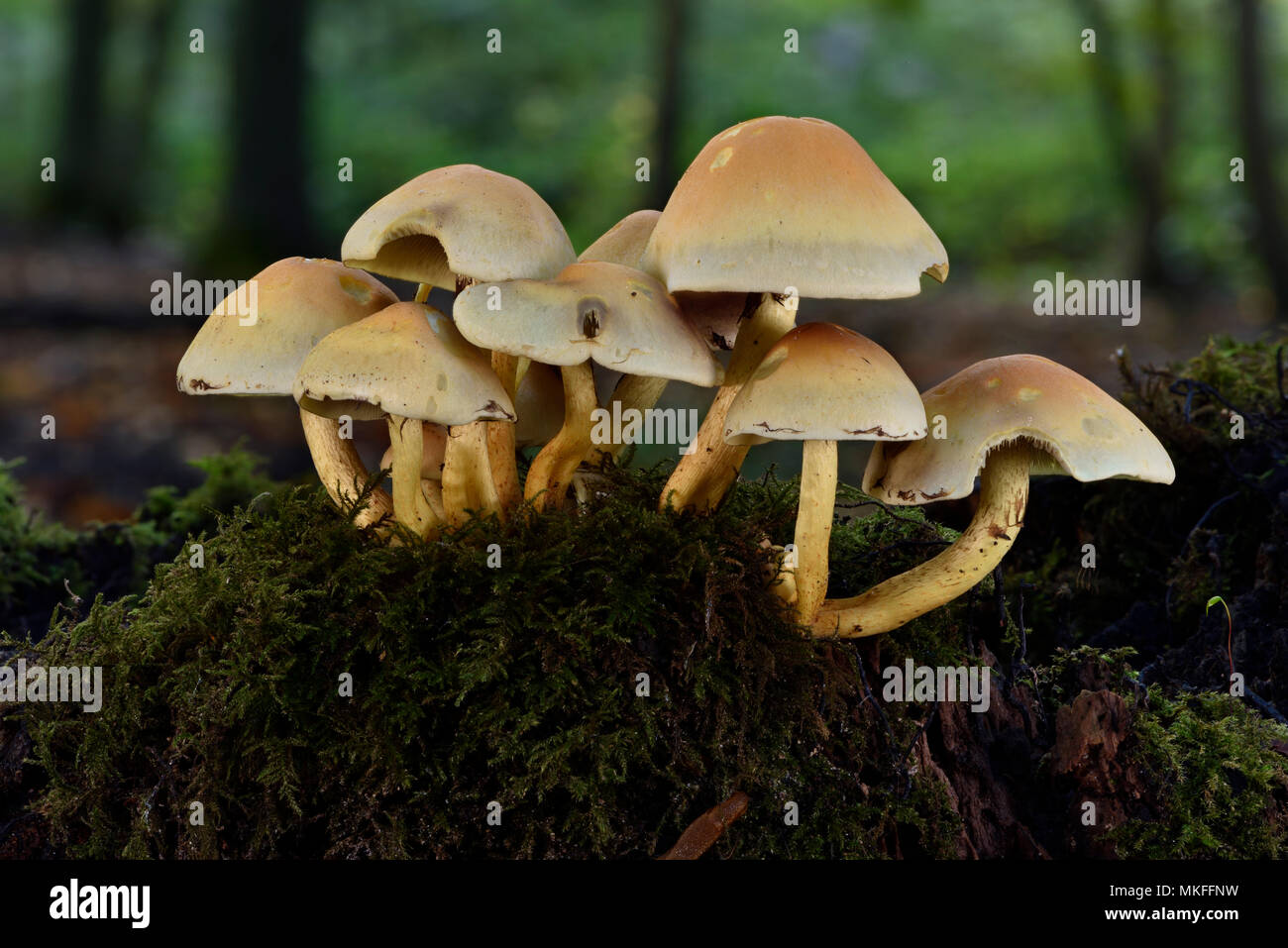Sulphur tuft (Hypholoma fasciculare), undergrowth, Coye forest, Ile-de-France Stock Photo