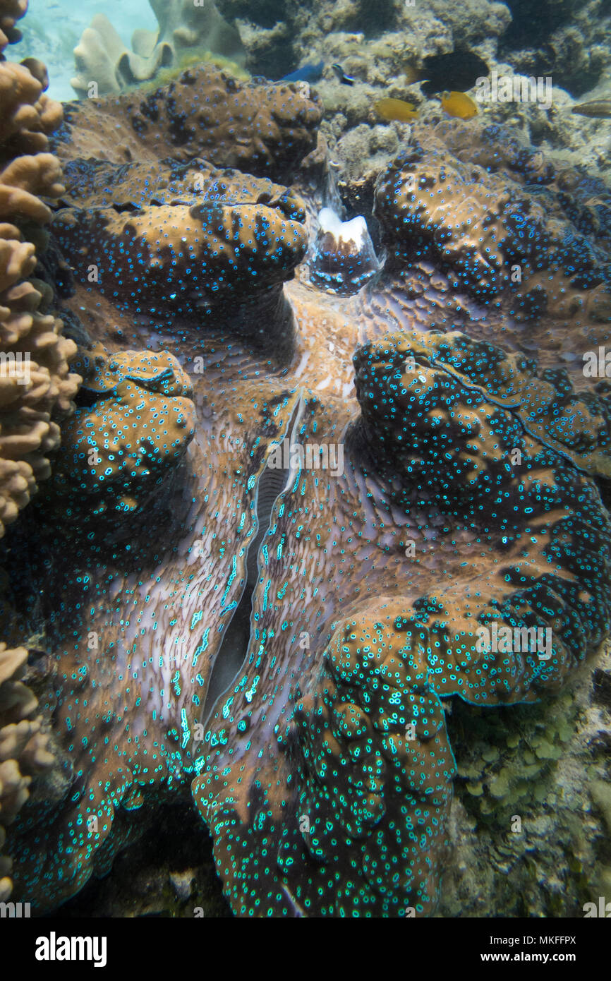 Giant Clam Tridacna Gigas High Resolution Stock Photography and Images ...