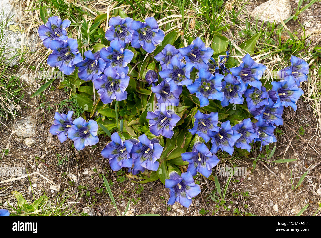 Stemless Gentiana Gentiana Acaulis In Bloom Mercantour National Park Stemless Gentiana Gentiana Acaulis In Bloom Mercantour National Park