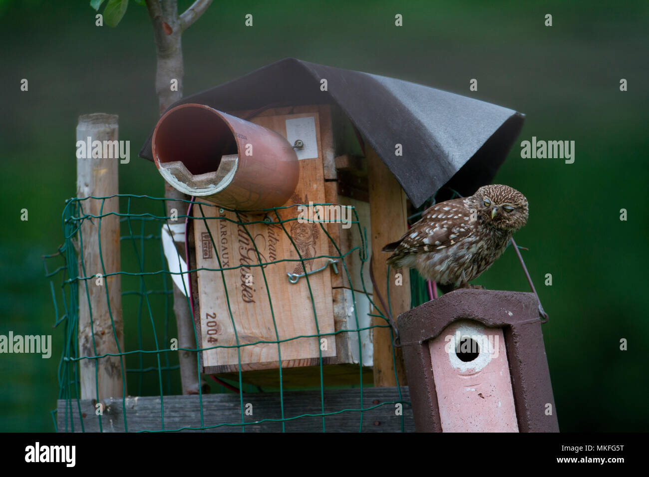wallpapers Owl From Recycled Materials alamy
