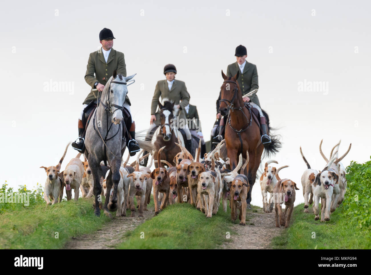 Fox hunter with dogs hunting fox, England Stock Photo Alamy