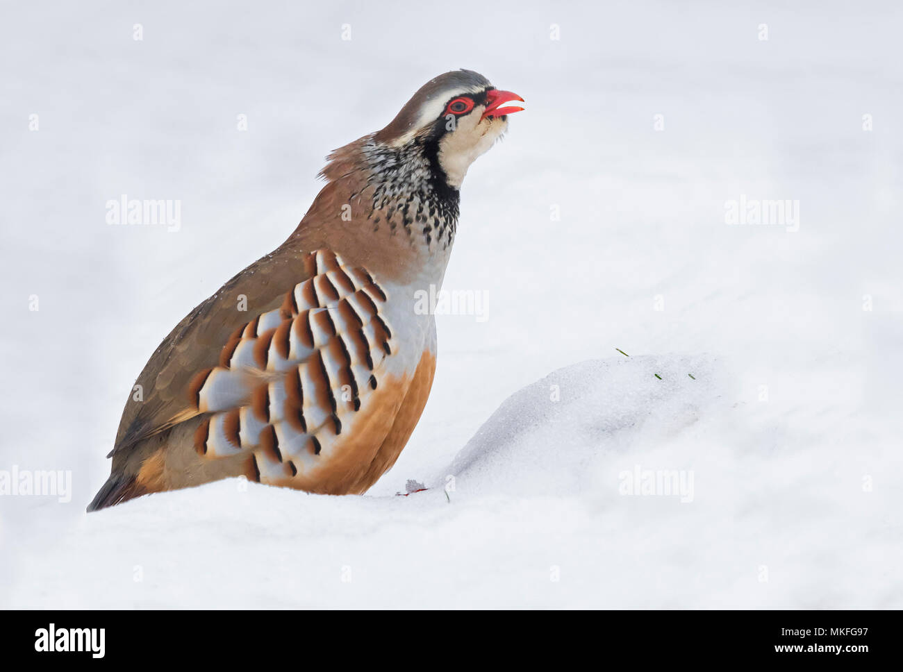 Red-legged partridge (Alectoris rufa)standing in the snow and calling Stock Photo