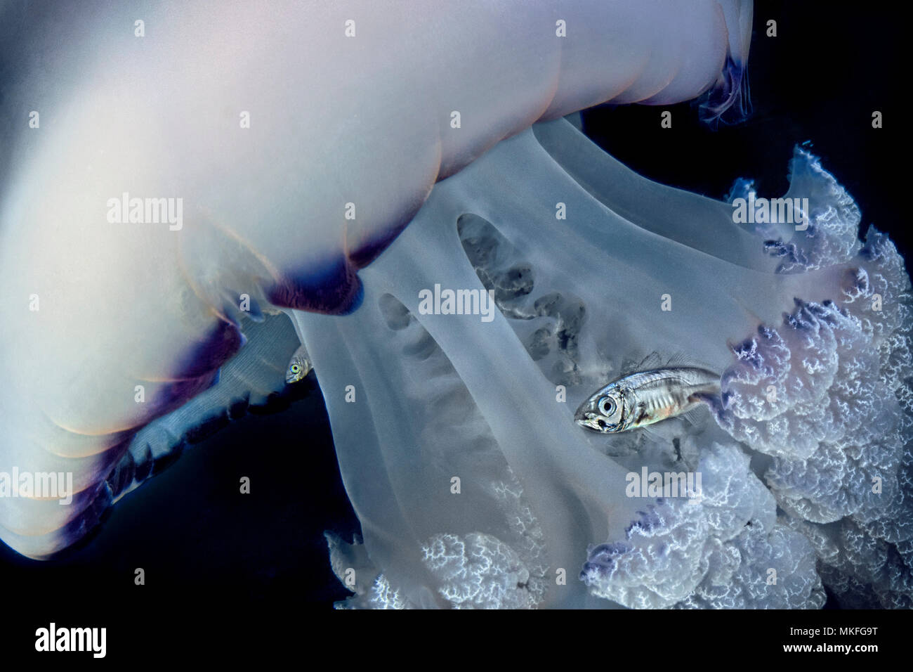 Jack Mackerel (Trachurus sp) juveniles using a Jellyfish (Rhizostoma pulmo) as a shelter from