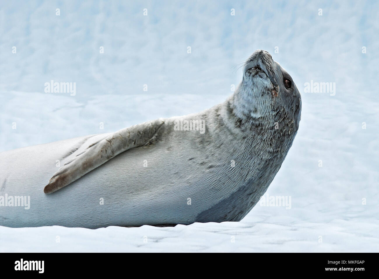 Weddell seal (Leptonychotes weddellii). Antarctic Peninsula. Stock Photo