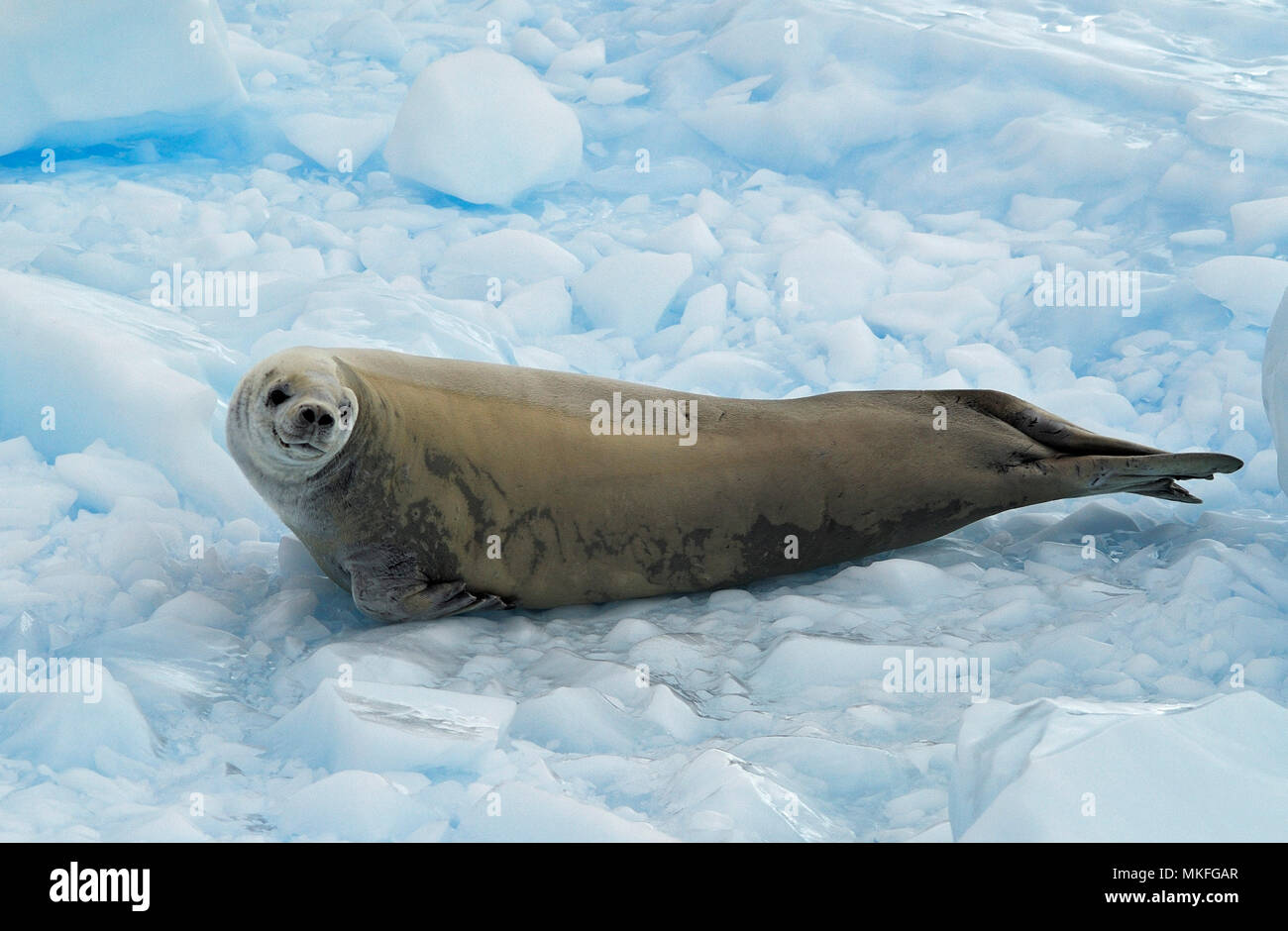 Crabeater seal (Lobodon carcinophaga) on iceberg, Antarctic Peninsula Stock Photo