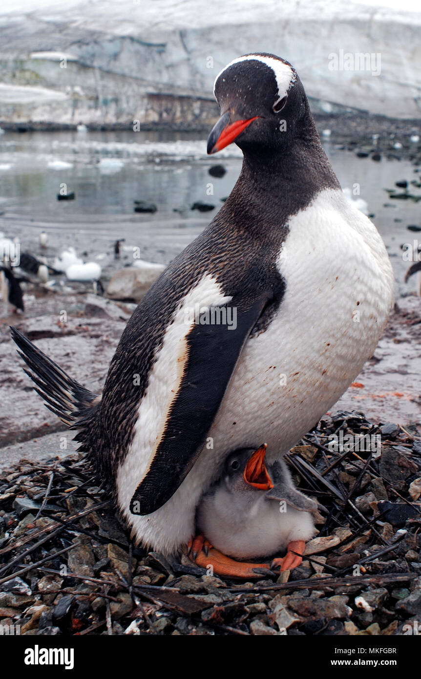 Gentoo penguin (Pygoscelis papua) with chick at nest. Antarctic Peninsula. Stock Photo
