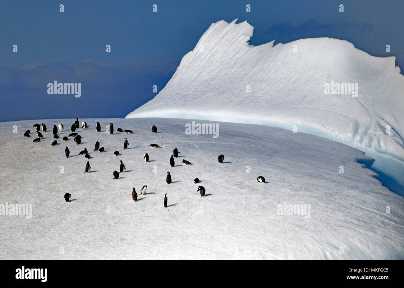 Chinstrap penguins (Pygoscelis antarcticus). Antarctic Peninsula. Stock Photo