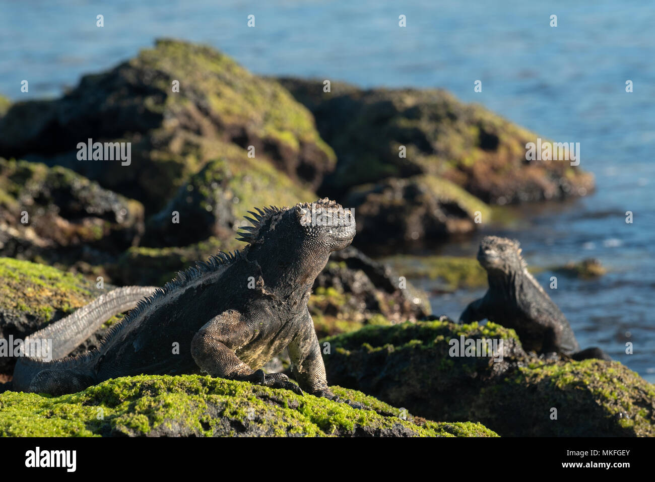 Marine iguana (Amblyrhynchus cristatus) on San Cristobal Island, Galapagos Islands, Ecuador. Stock Photo