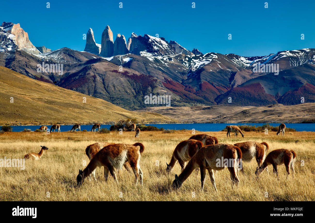 Guanaco (Lama guanicoe) in front of the Cuernos Massif, Torres del Pain National Park, Patagonia, Chile Stock Photo