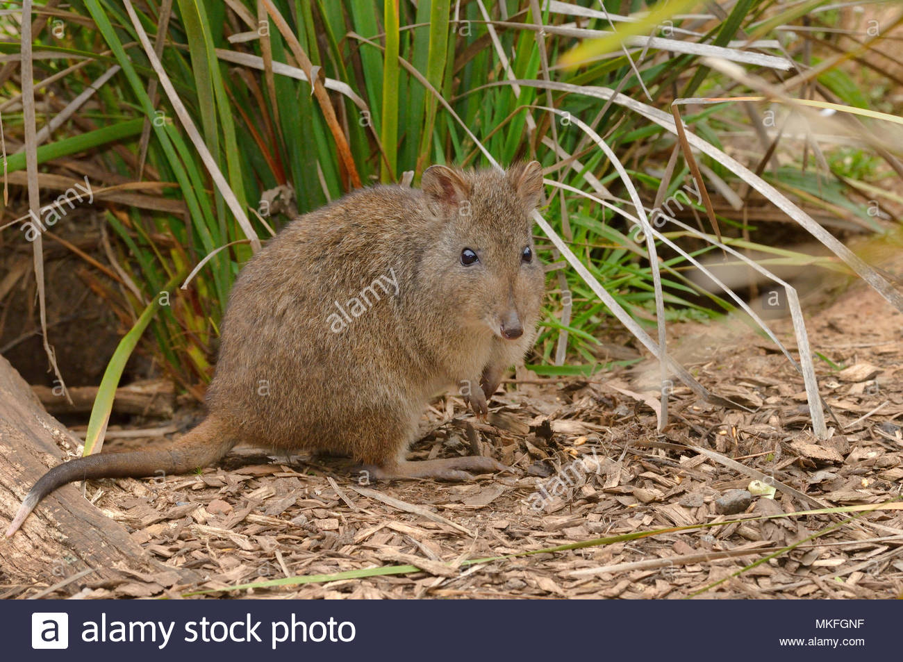 Potoroidae Stock Photos & Potoroidae Stock Images Alamy