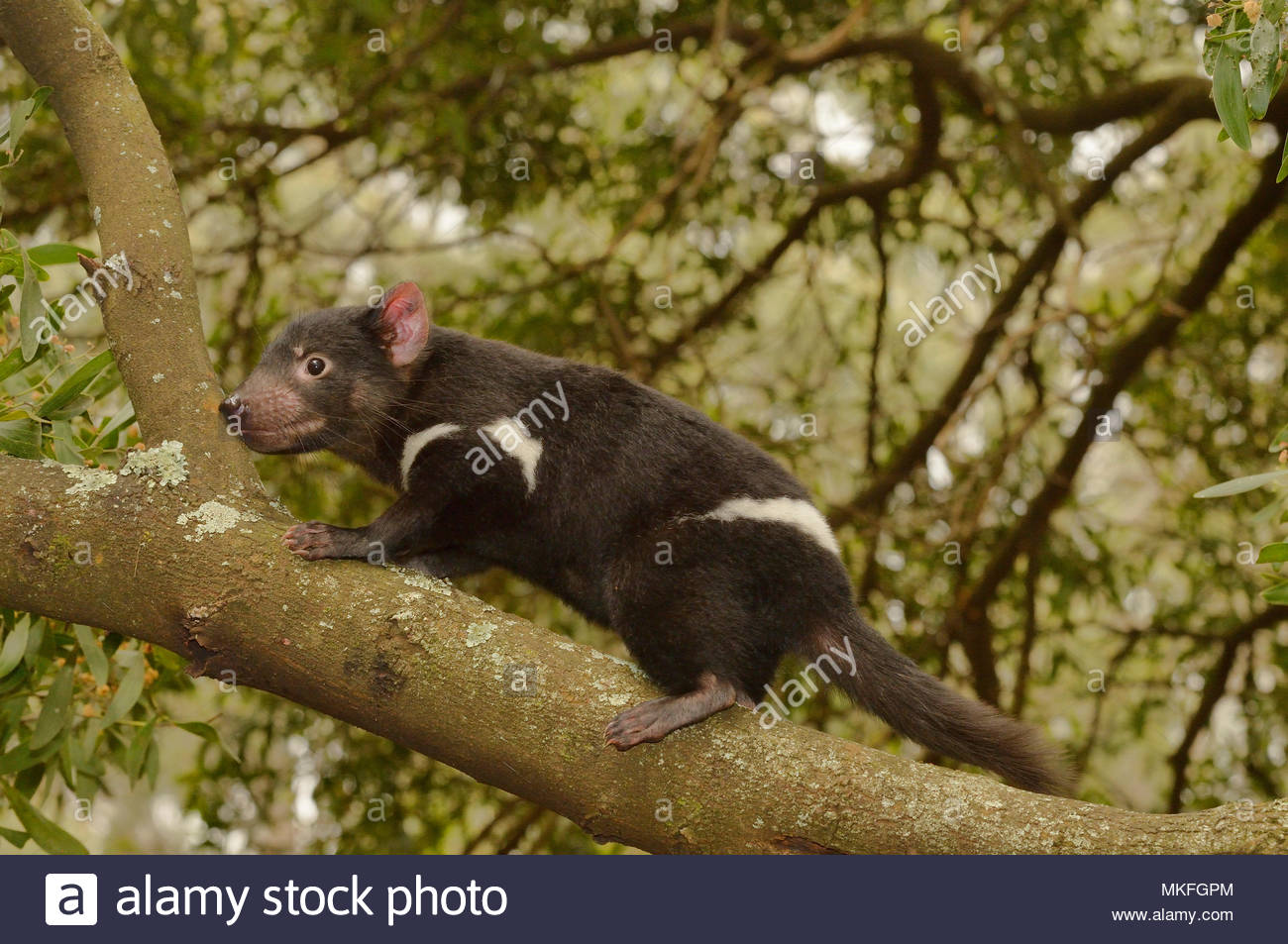 Tasmanian Devil Baby Stock Photos & Tasmanian Devil Baby Stock Images