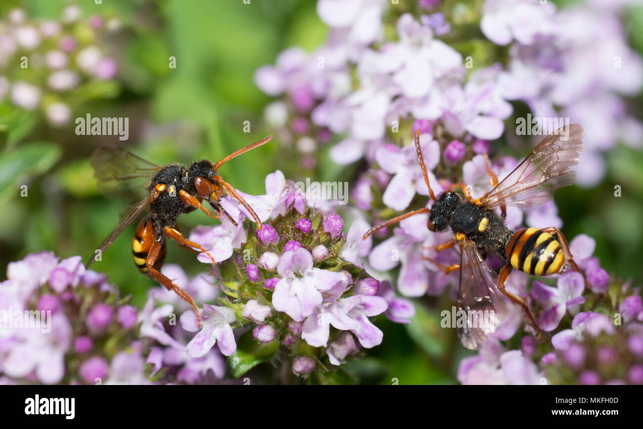 Painted Nomad Bee (Nomada fucata) foraging on thyme, Regional Natural Park of Vosges du Nord, France Stock Photo