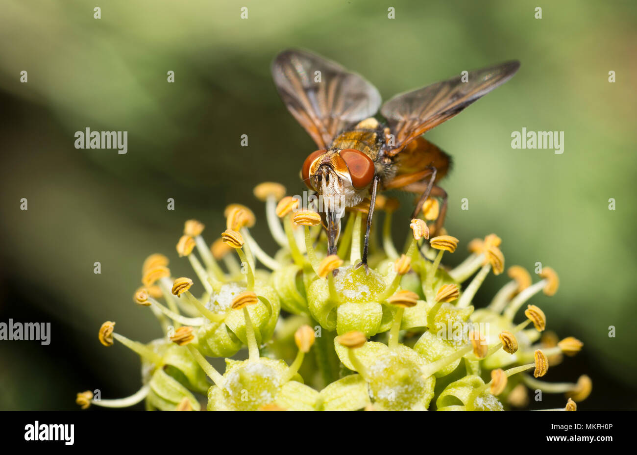 Hoverfly (Phasia hemiptera) licking nectar of ivy, Mont Ventoux, France Stock Photo