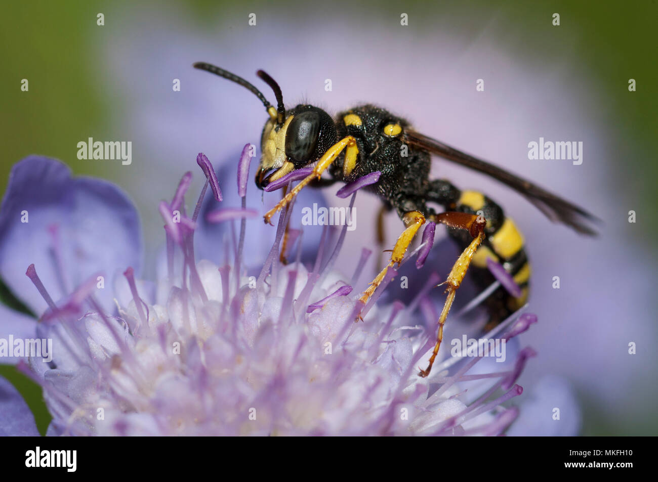 Ornate Tailed Digger Wasp (Cerceris rybyensis) female on flower, Regional Natural Park of Northern Vosges, France Stock Photo