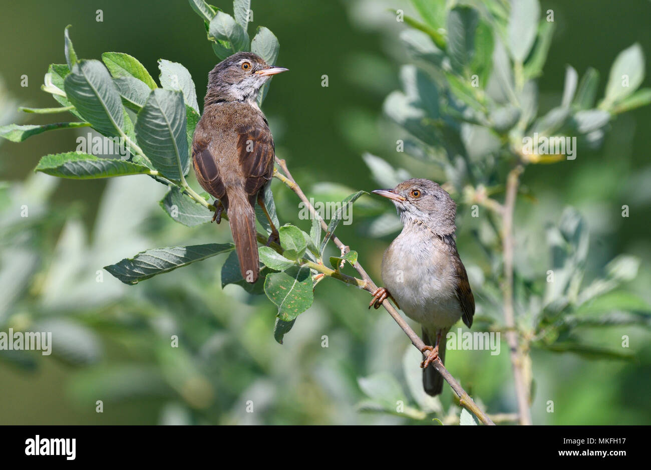 Common Whitethroat (Sylvia communis) couple in an alder, Northern Vosges Regional Nature Park, France Stock Photo