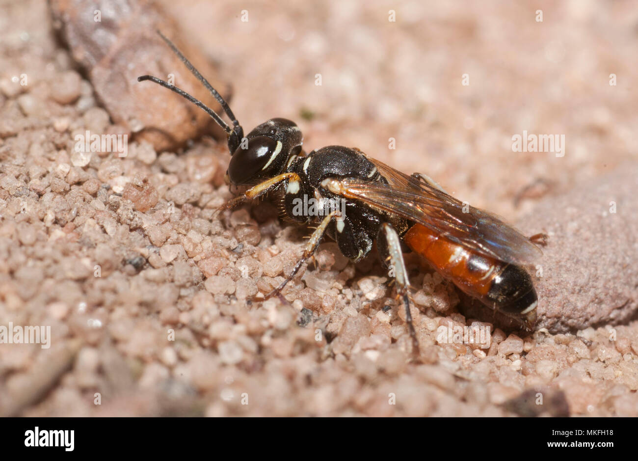 Digger wasp (Dinetus pictus) female, Regional Natural Park of Northern Vosges, France Stock Photo