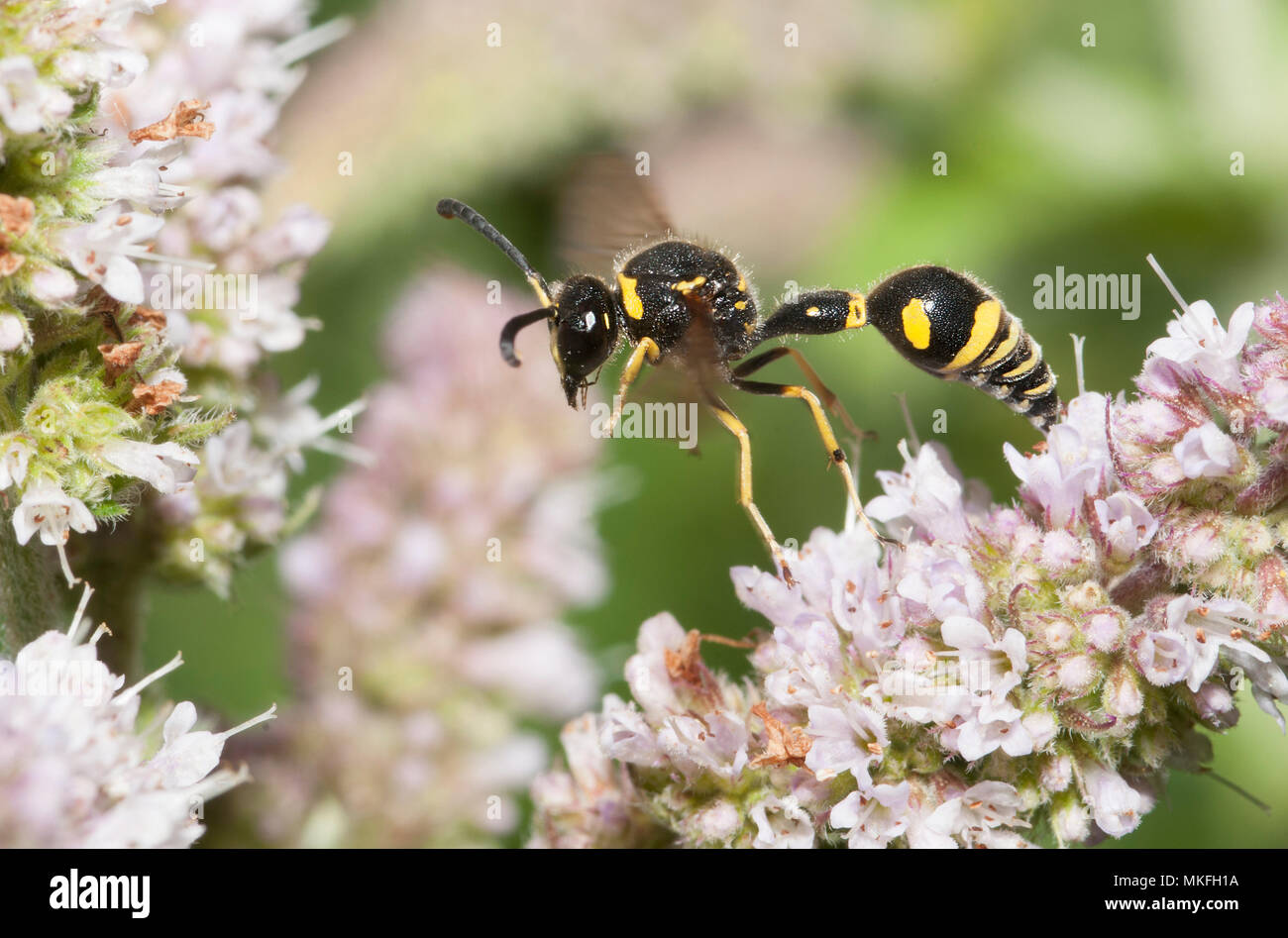 Potter wasp (Eumenes papillarius) male on Mint flowers, Regional Natural Park of Northern Vosges, France Stock Photo