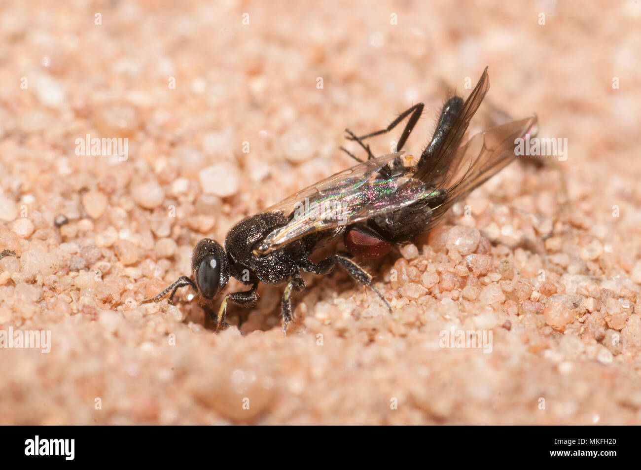 Digger wasp (Oxybelus bipunctatus) digging a gallery in the sand to deposit its prey, a fly attached to its sting, Regional Natural Park of Northern Vosges, France Stock Photo