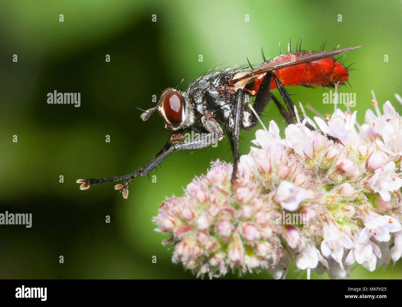 Tachinid fly (Cylindromyia bicolor) on a flower, Regional Natural Park of Northern Vosges, France Stock Photo