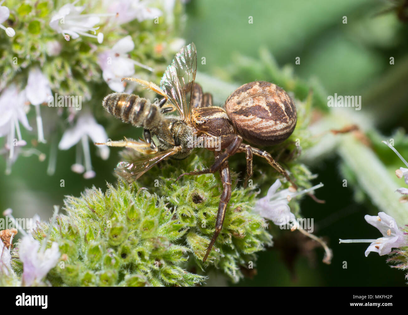 Thomisidae sp hires stock photography and images Alamy