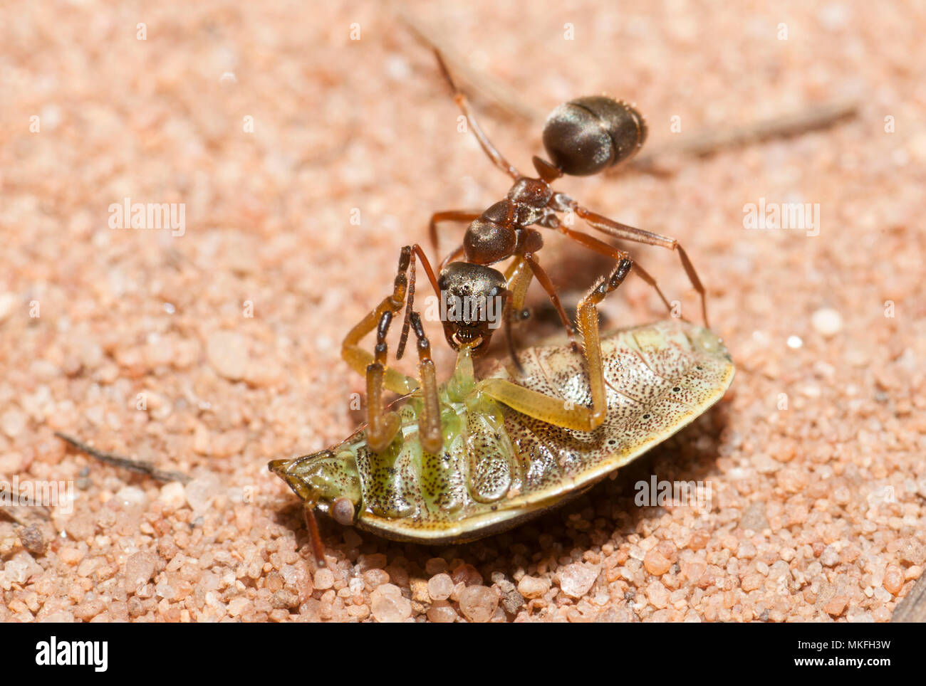 Red Ant (Formica rufa) cutting the legs of a stink bug (Palomena viridissima) for easier transport, Northern Vosges Regional Nature Park, France Stock Photo