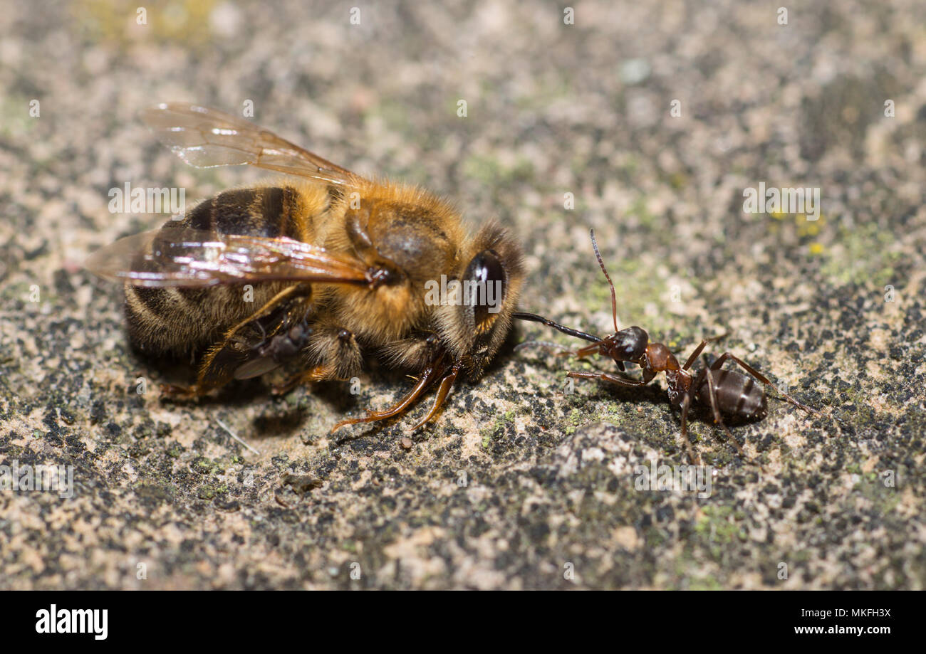 Ant drawing a dead bee (Apis mellifera), Regional Natural Park of Northern Vosges, France Stock Photo
