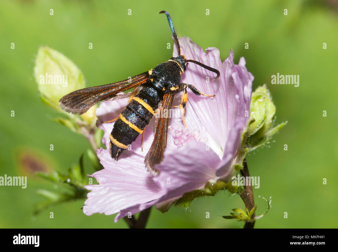 Dusky Clearwing (Paranthrene tabaniformis) foraging the mallow, Northern Vosges Regional Nature Park, France Stock Photo