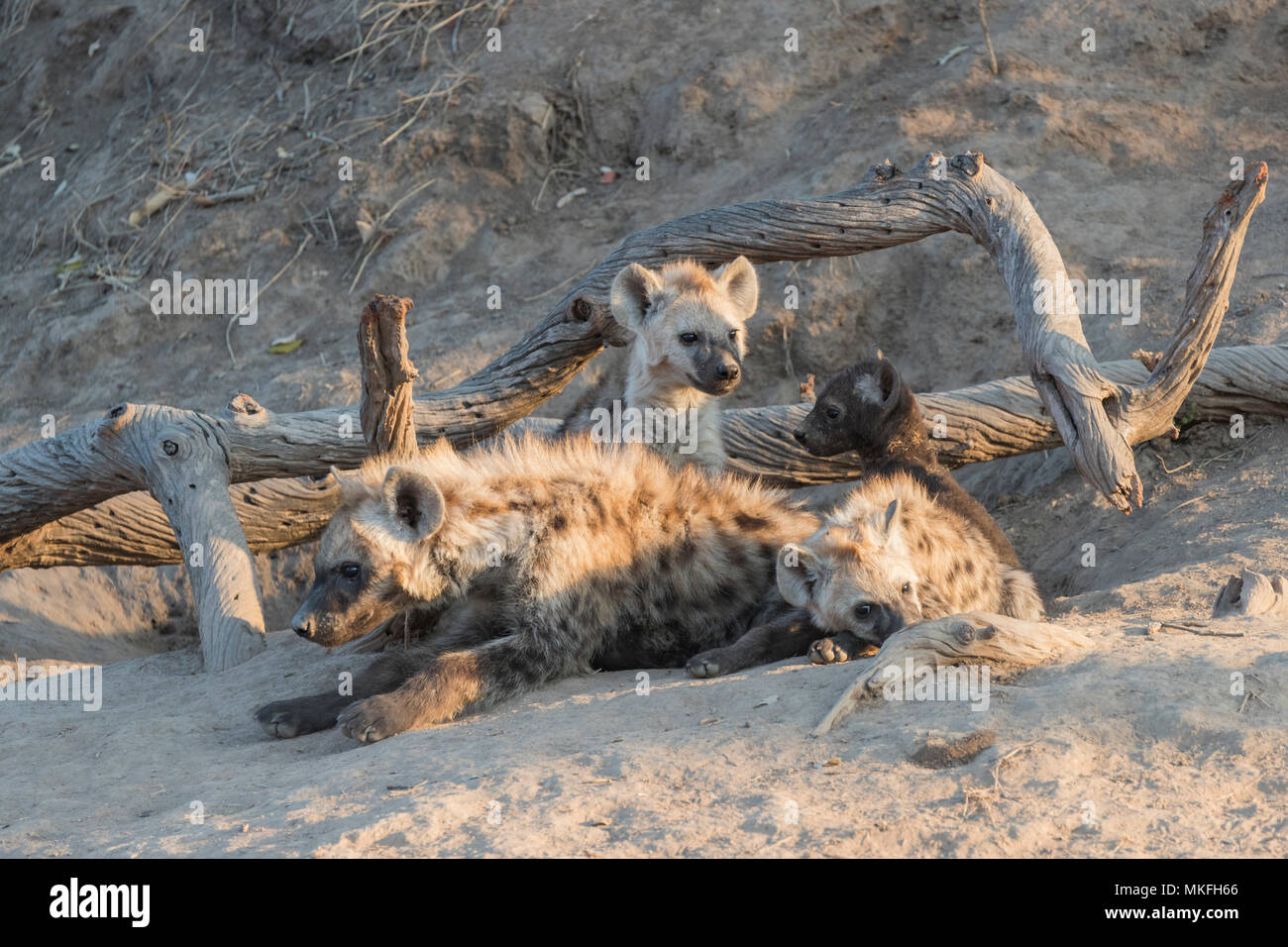 Spotted hyena (Crocuta crocuta), Youngs from differebt generations, at the den, resting on the ground, Mala Mala game reserve, South African Republic Stock Photo