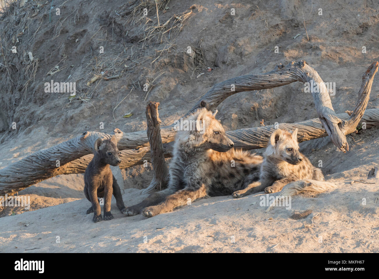 Spotted hyena (Crocuta crocuta), Youngs from differebt generations, at the den, resting on the ground, Mala Mala game reserve, South African Republic Stock Photo