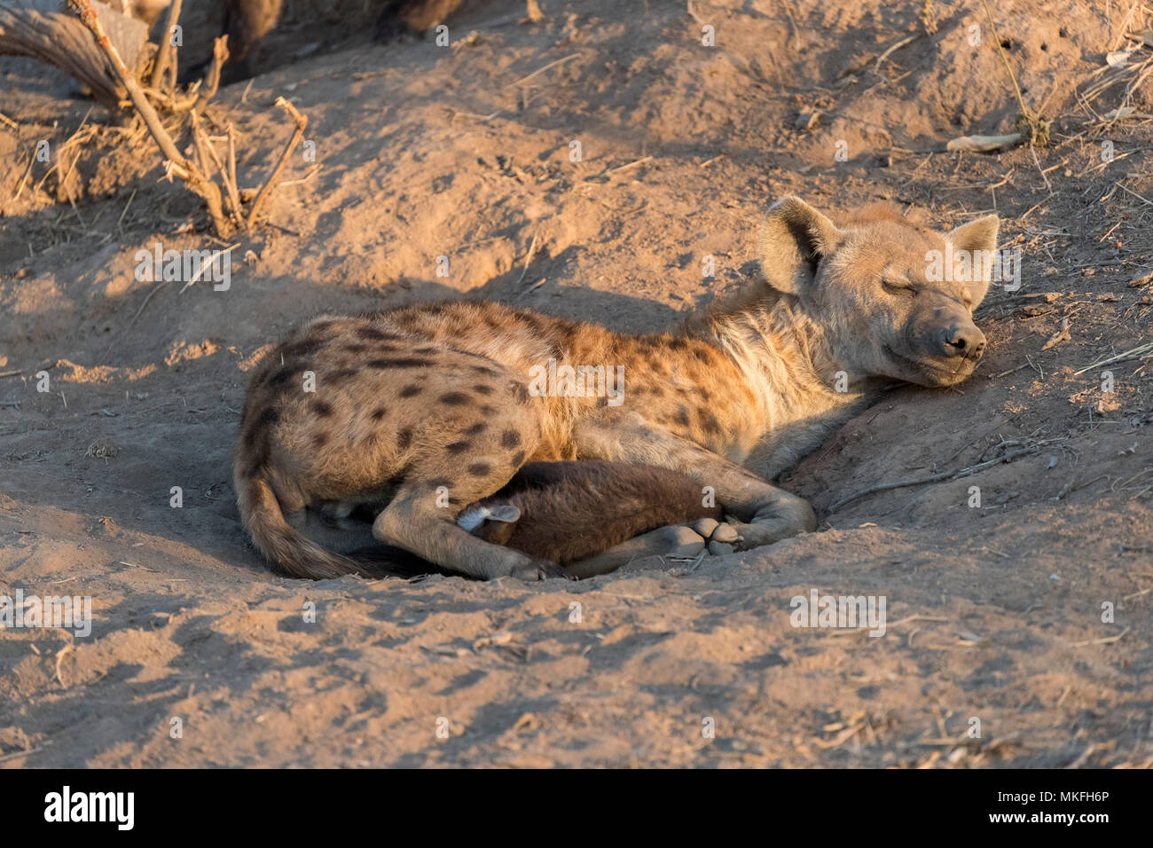 Spotted hyena (Crocuta crocuta) with young, Mala Mala game reserve, South African Republic Stock Photo