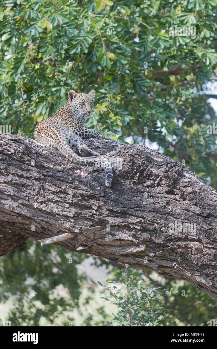 African Leopard (Panthera pardus pardus), young in a tree, Mala Mala game reserve, South African Republic Stock Photo