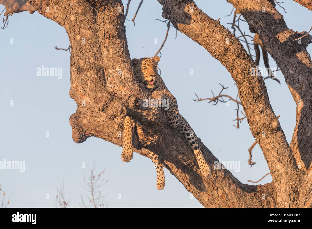 African Leopard (Panthera pardus pardus), resting in a tree with a prey, Kalahari reserve, South African Republic Stock Photo