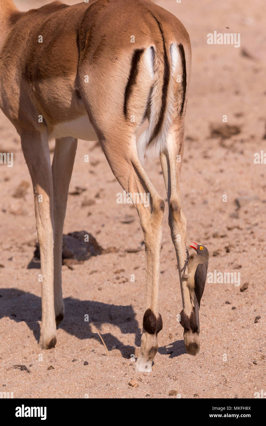 Impala (Aepyceros melampus), female with a Red-billed oxpecker (Buphagus erythrorhynchus), Mala Mala game reserve, South African Republic Stock Photo