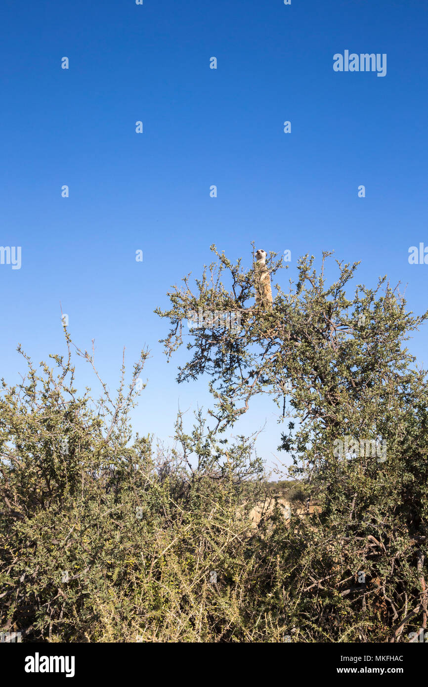 Meerkat or suricate (Suricata suricatta), adult, sentinel perched on a tree, Kalahari Desert, South African Republic Stock Photo