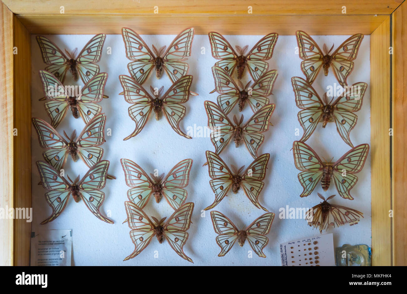 Scientific Studies On Butterfly Spanish Moon Moth Graellsia Isabellae The Ports Natural Park Terres De L Ebre Tarragona Catalonia Spain Europe Stock Photo Alamy