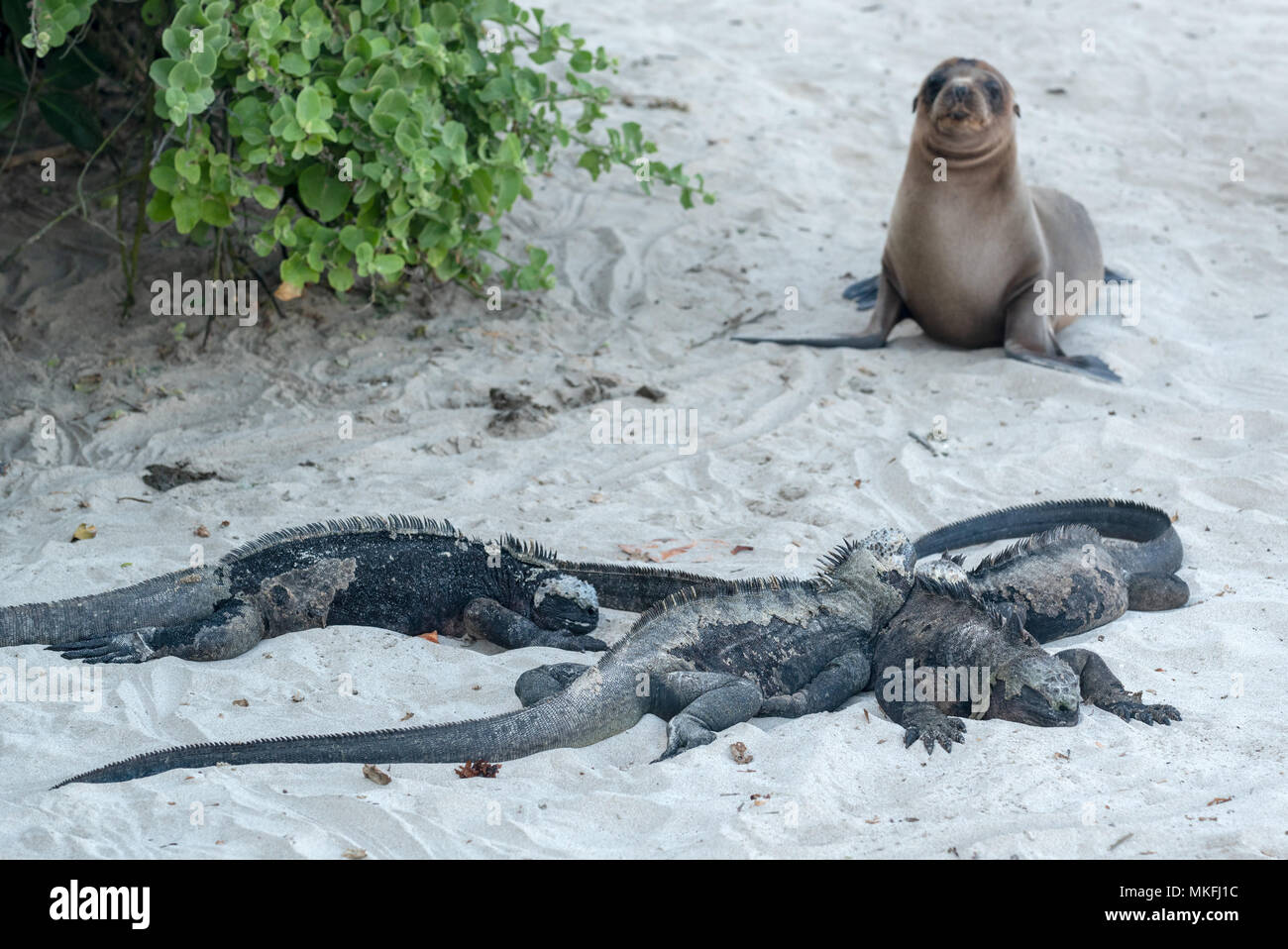 Marine iguanas (Amblyrhynchus cristatus) and sea lion, Isabela Island, Galapagos Islands, Ecuador. Stock Photo