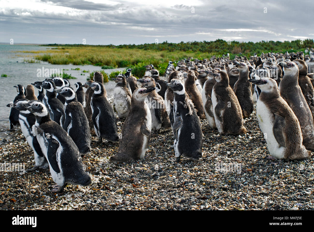Magellanic penguin (Spheniscus magellanicus). Reserva Provincial Ría Deseado. Puerto Deseado, Argentina. Stock Photo