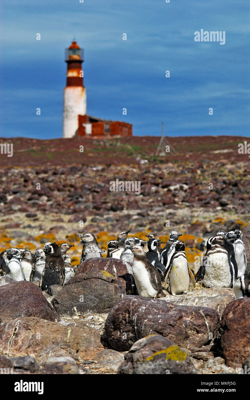 Magellanic penguin (Spheniscus magellanicus). National Park Penguin Island. Puerto Deseado, Argentina. Stock Photo