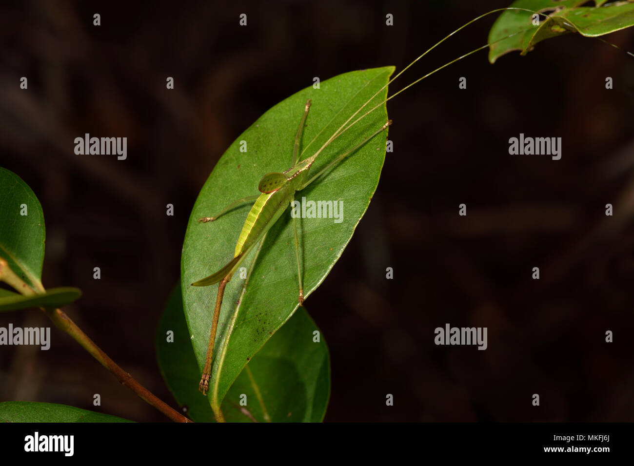 Grasshopper (Orthoptera sp), Andasibe, Perinet, Alaotra-Mangoro Region, Madagascar Stock Photo